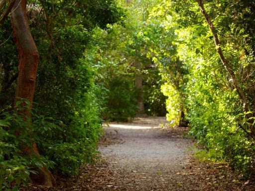 Shaded forest trail surrounded by lush greenery.