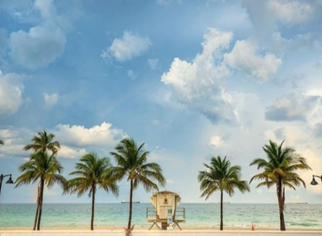 Palm tree next to the ocean with blue sky.